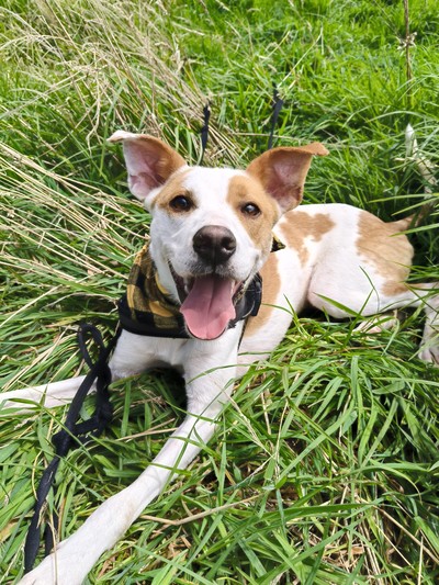 Kiro - Medium Cross Breed