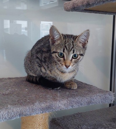 Thingy - Domestic Short Hair