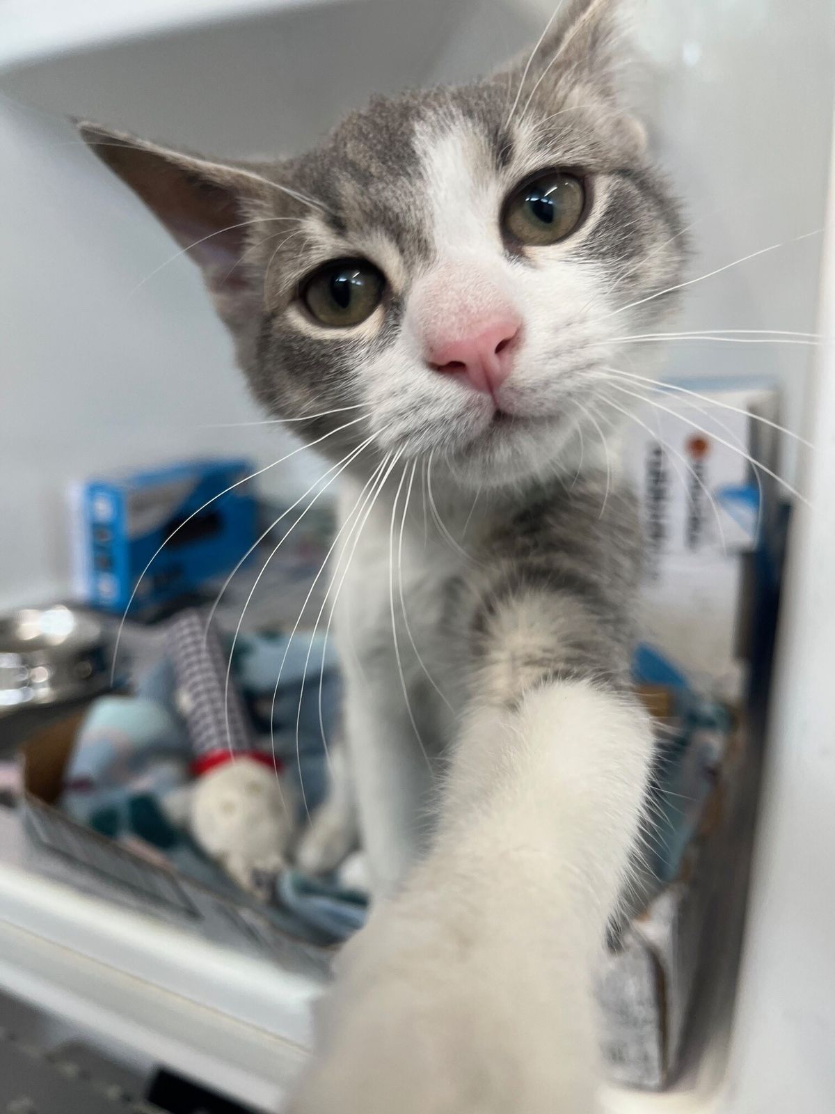 Gallery image: Travis