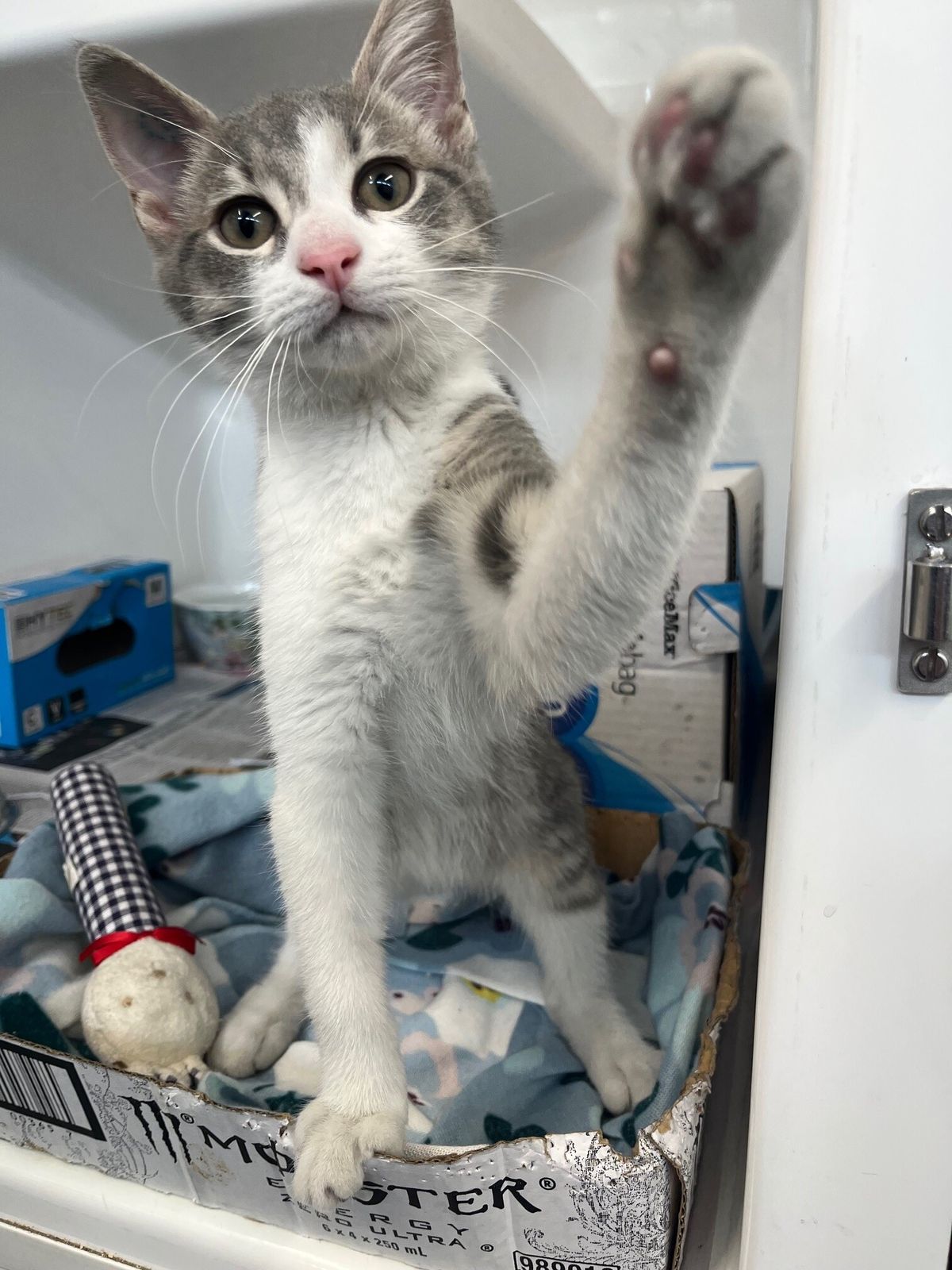 Gallery image: Travis