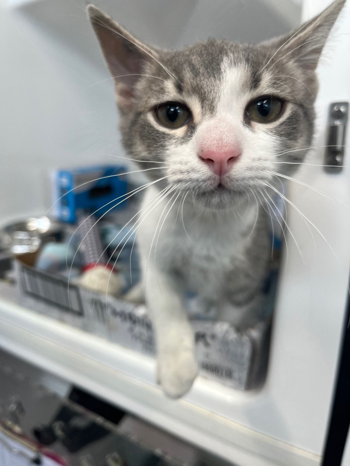 Gallery image: Travis