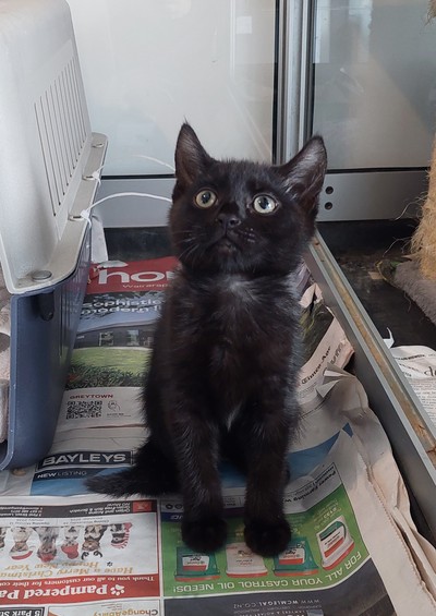 Flower - Domestic Short Hair