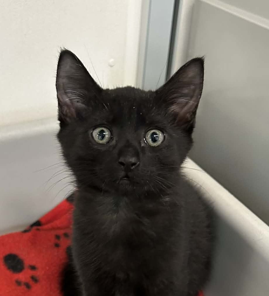 Gallery image: Trevor