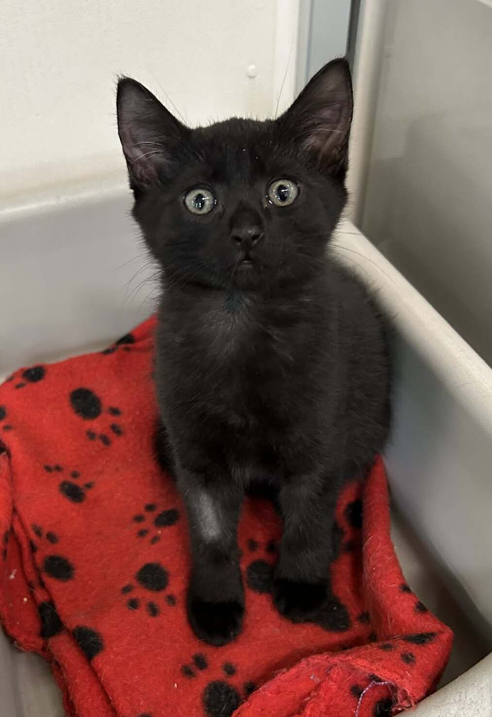 Gallery image: Trevor