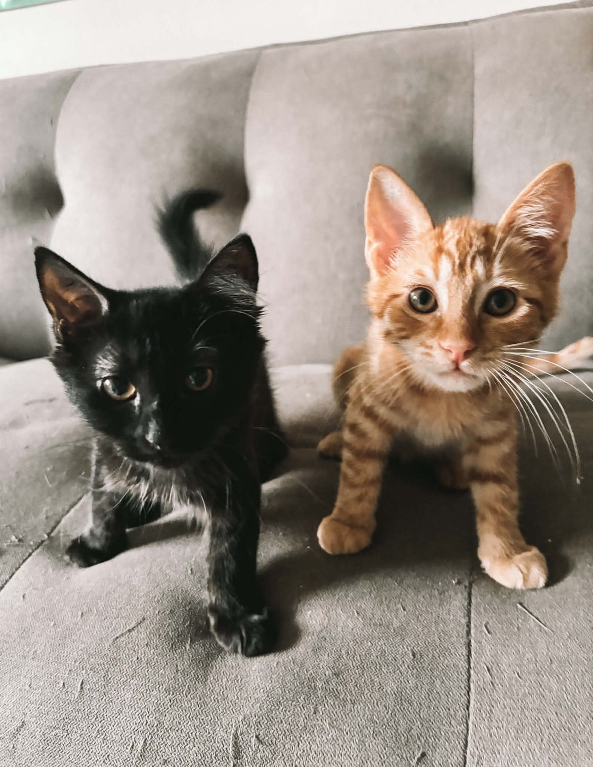 Gallery image: Chippy