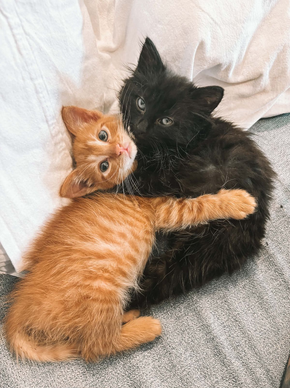 Gallery image: Chippy