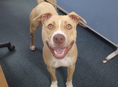 Girl  - Medium Cross Breed