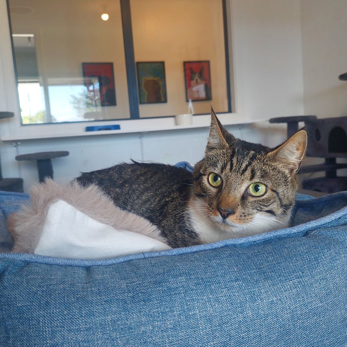 Gallery image: Muffin