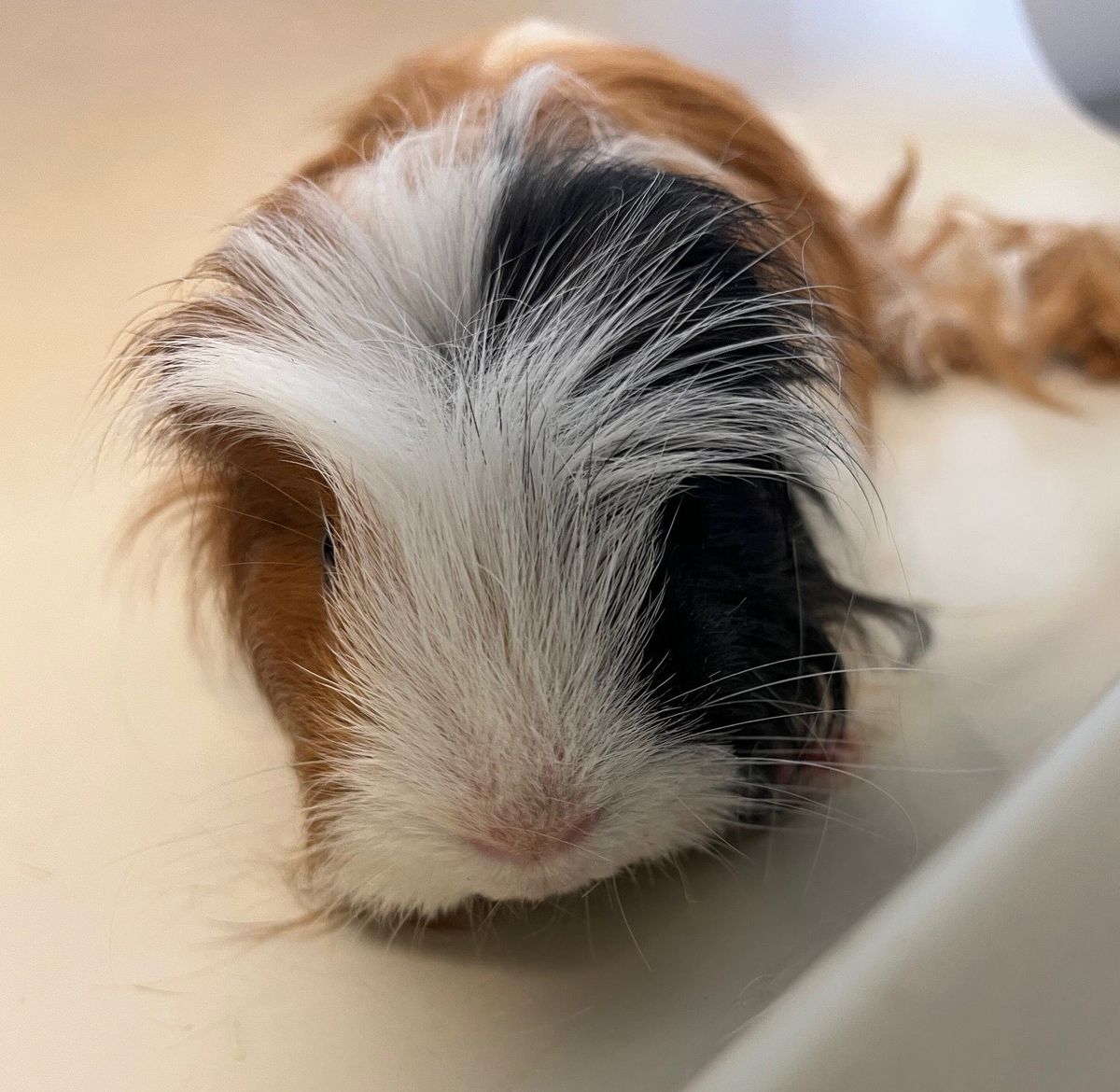 Gallery image: Kenny