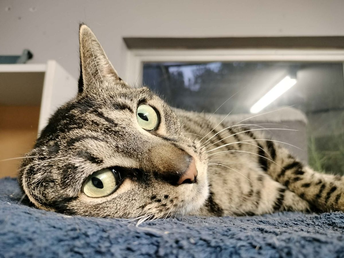 Gallery image: Stella