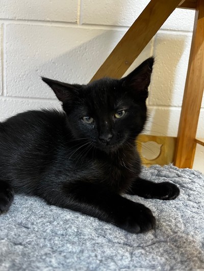 Axel - Domestic Medium Hair