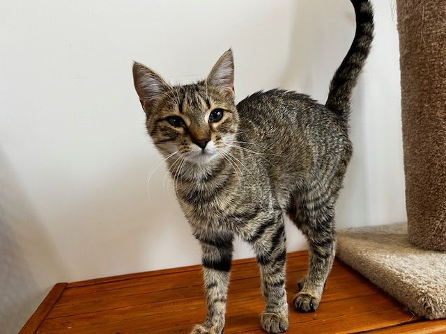 Gallery image: Blossom