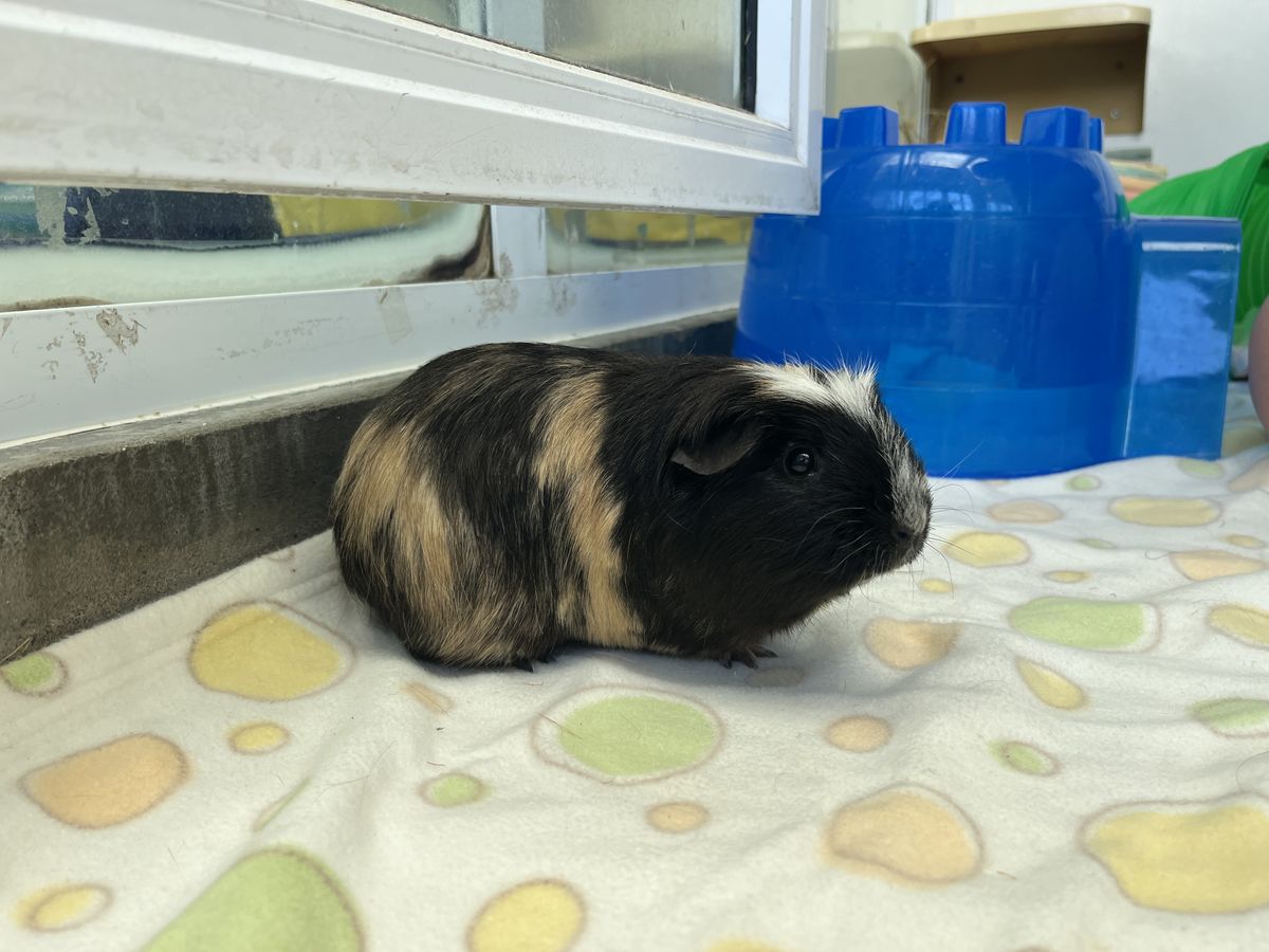 Gallery image: Spice