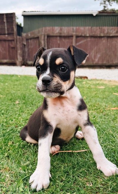 Polly Pocket - Medium Cross Breed