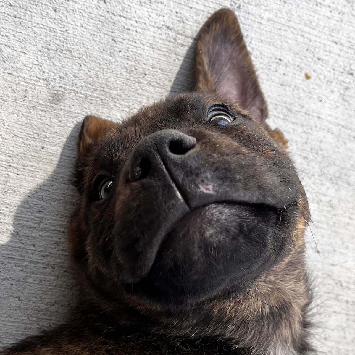 Gallery image: Manny