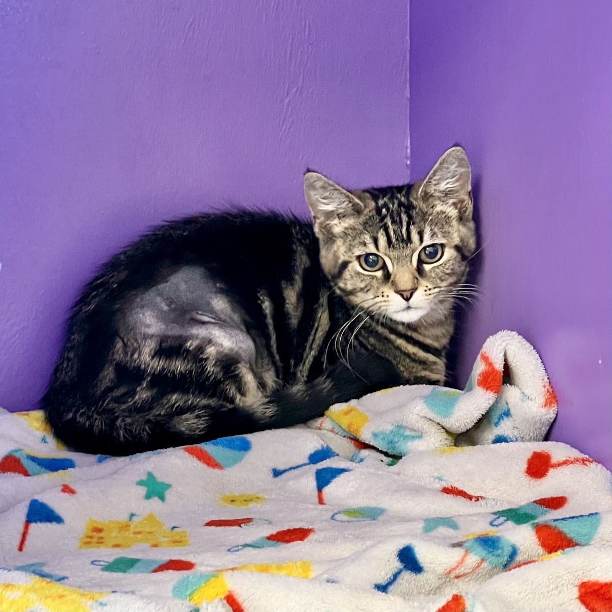 Gallery image: Bonnie