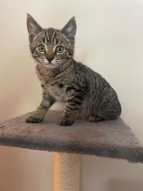 Gallery image: Haymish