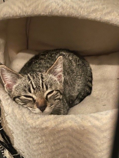 Gallery image: Haymish