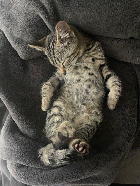 Gallery image: Haymish