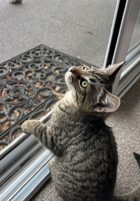 Gallery image: Haymish