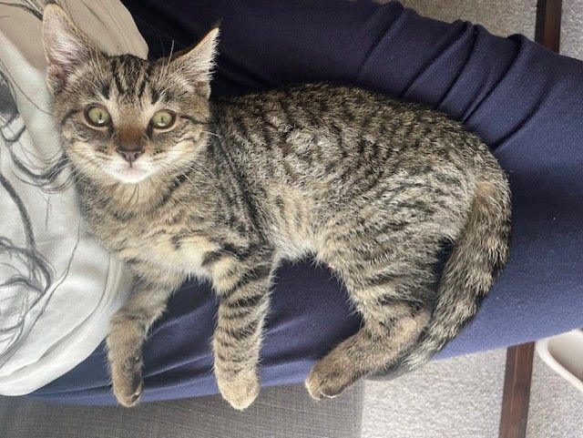 Gallery image: Haymish