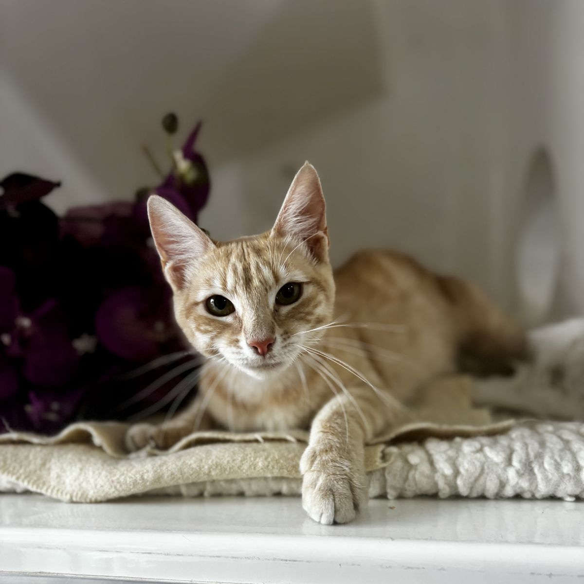 Gallery image: Smooch