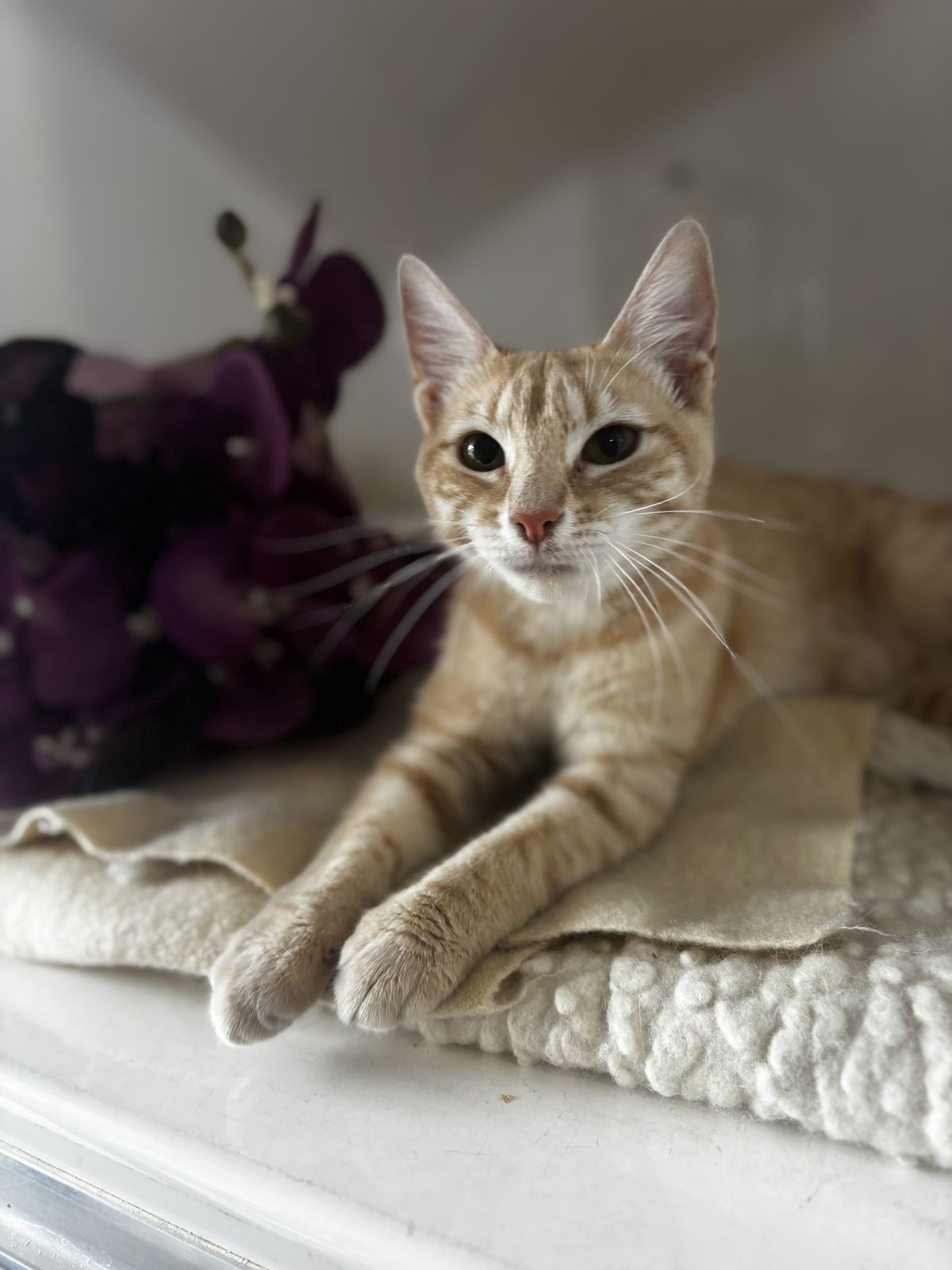 Gallery image: Smooch