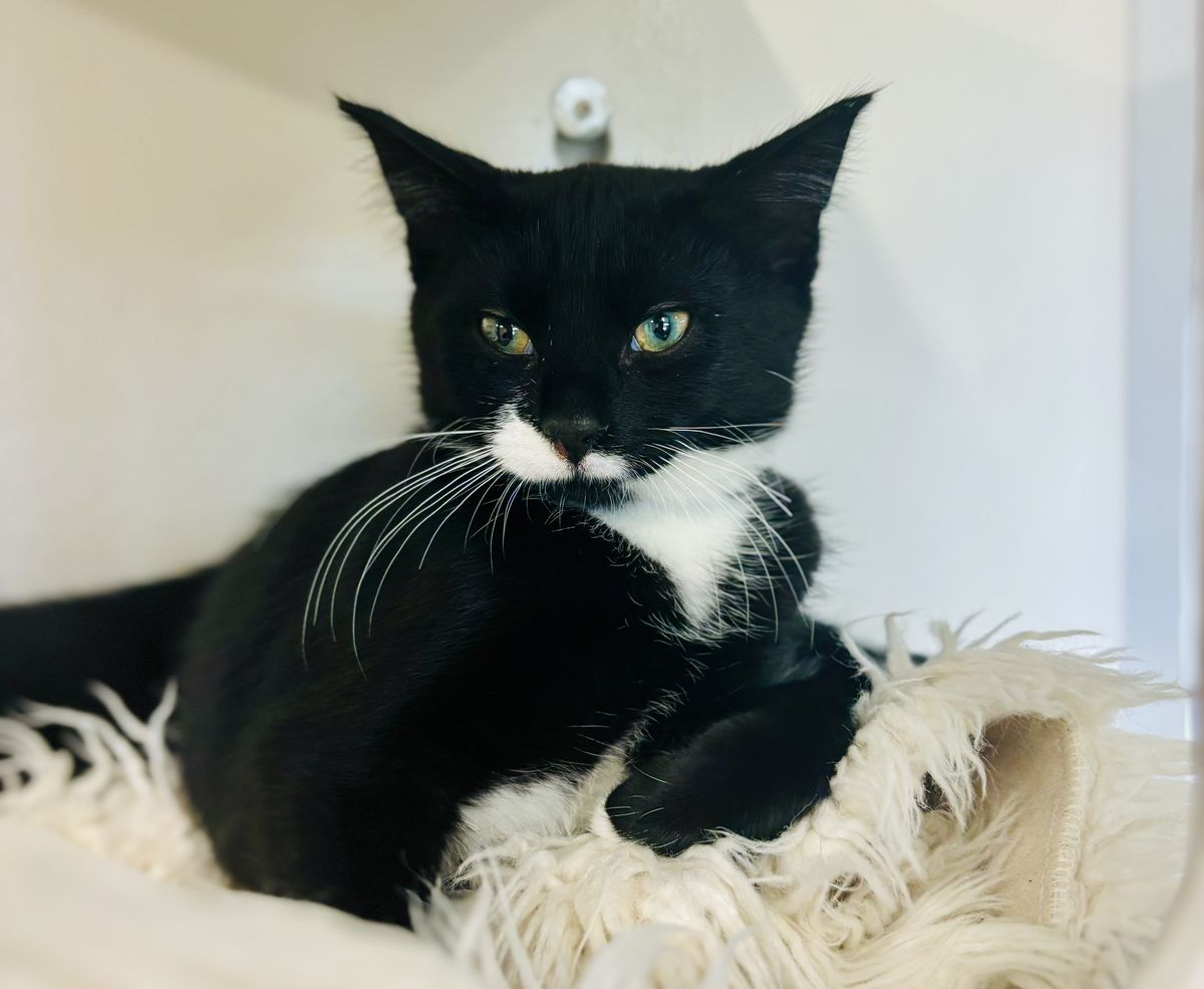 Gallery image: McNugget