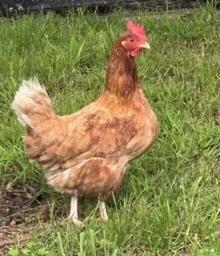 Gallery image: Princess Laya