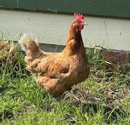 Gallery image: Princess Laya