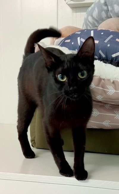 Mac-kerel - Domestic Short Hair