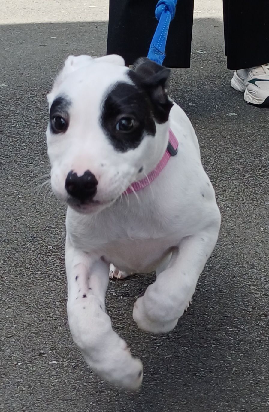 Gallery image: Jasper