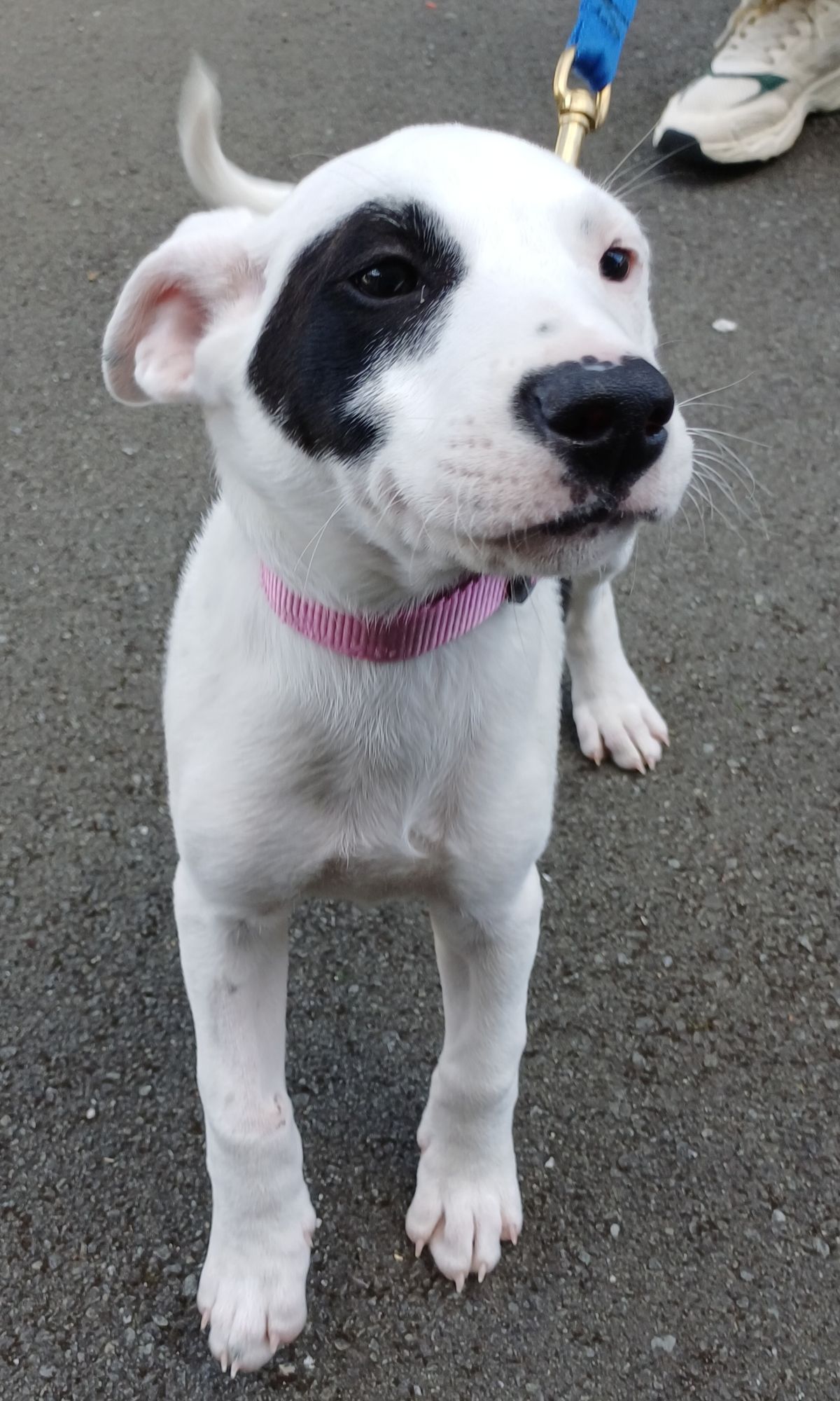 Gallery image: Emmett