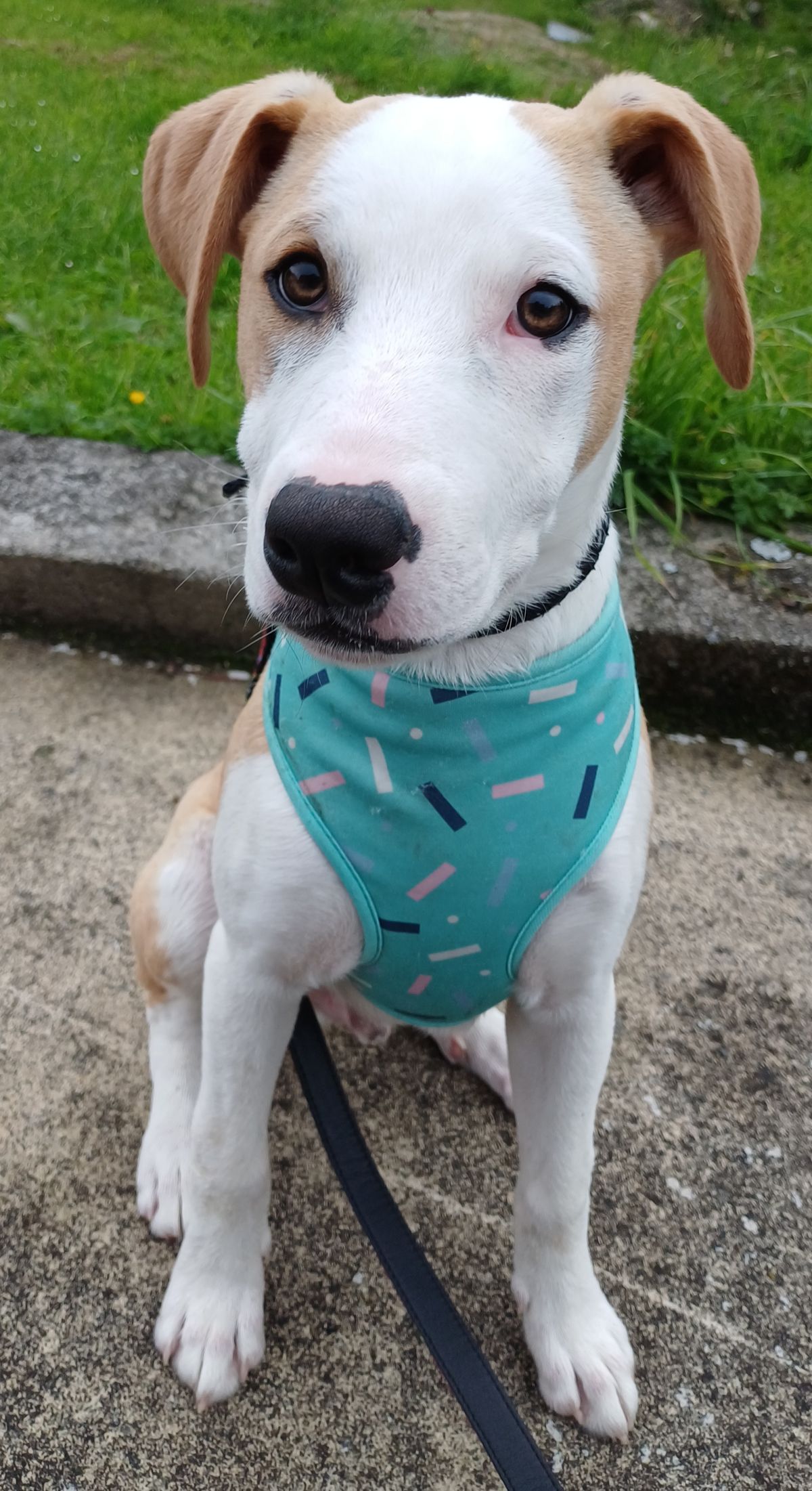 Gallery image: Leprechaun 