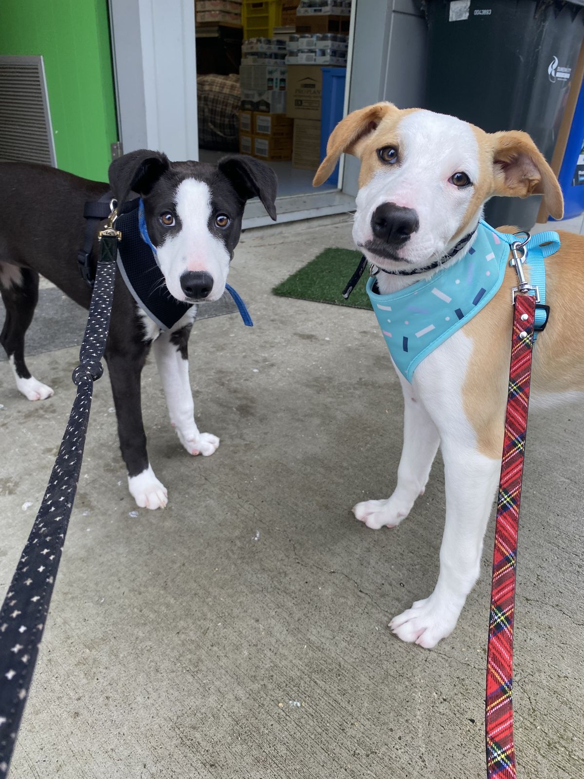 Gallery image: Leprechaun 