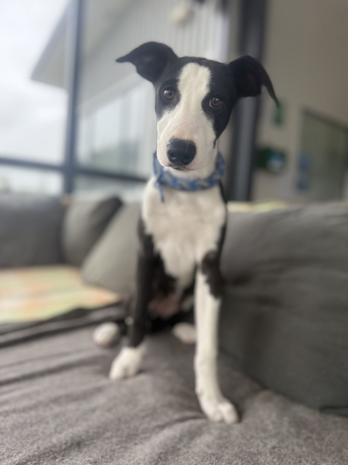 Gallery image: Unicorn