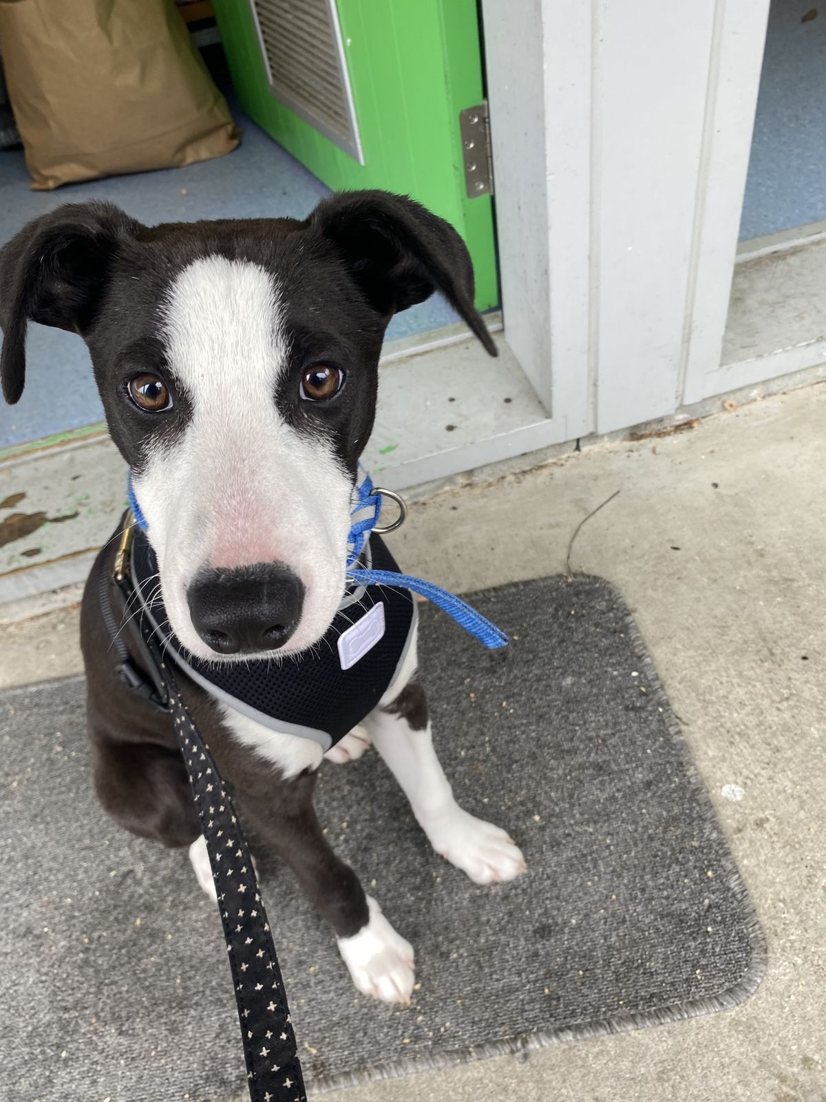 Gallery image: Unicorn