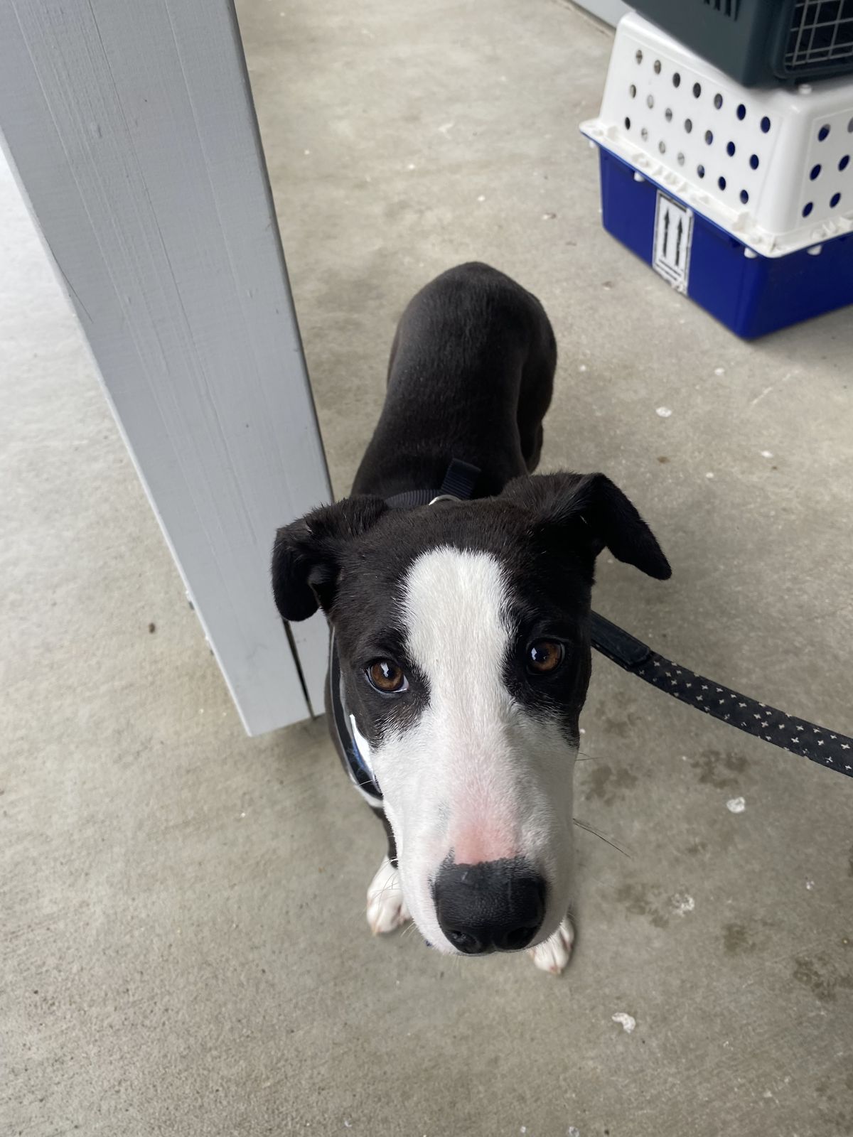 Gallery image: Unicorn