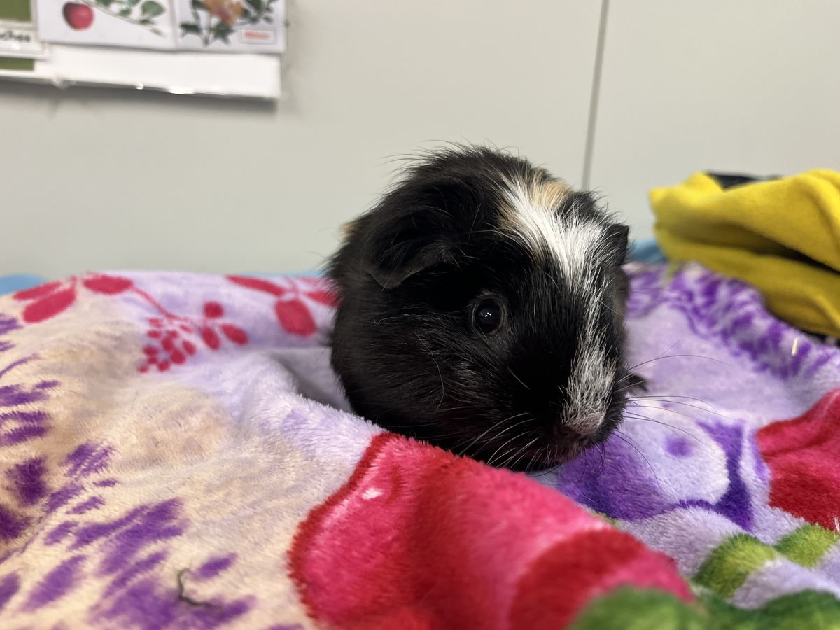 Gallery image: Spice