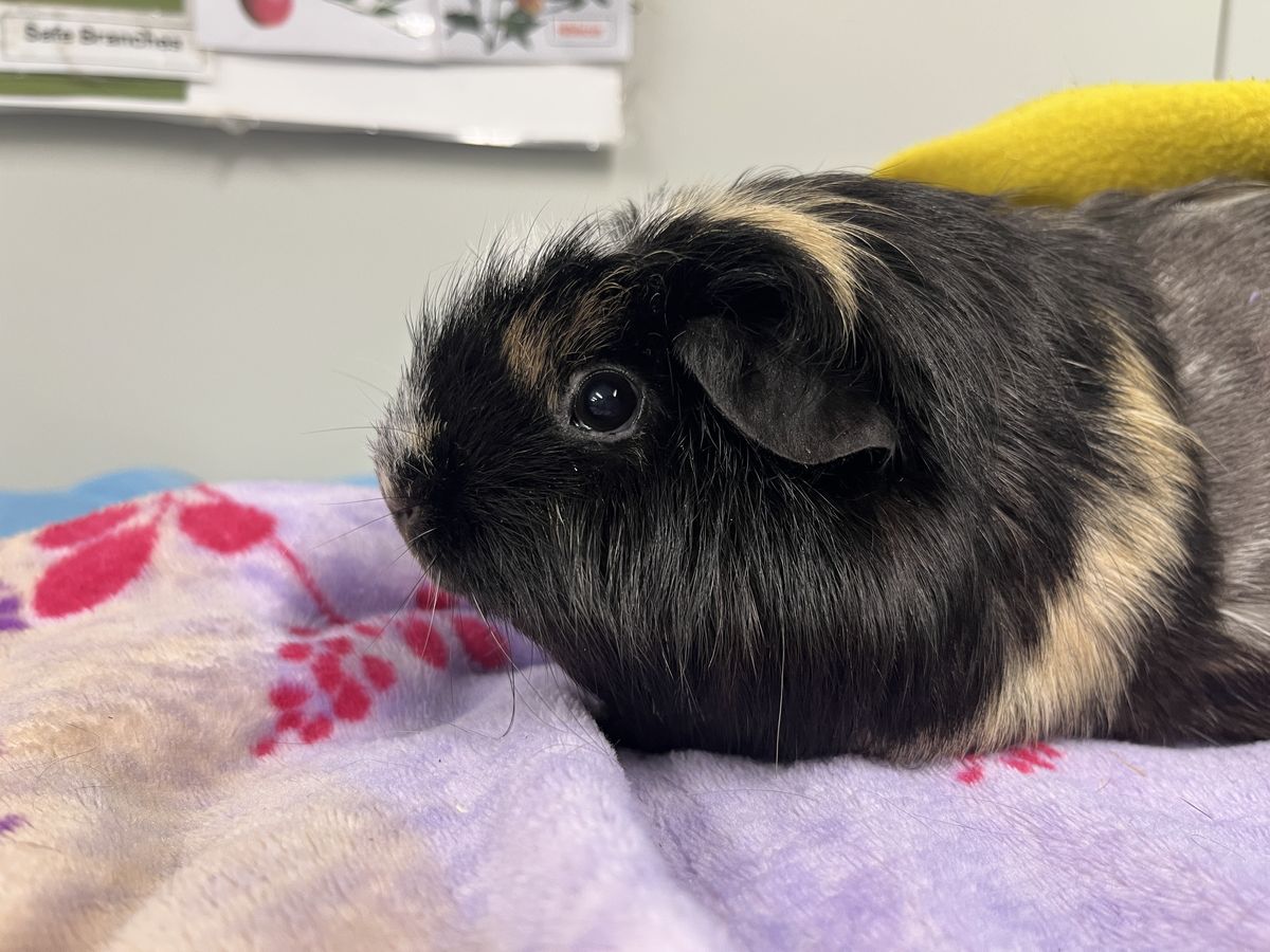 Gallery image: Spice