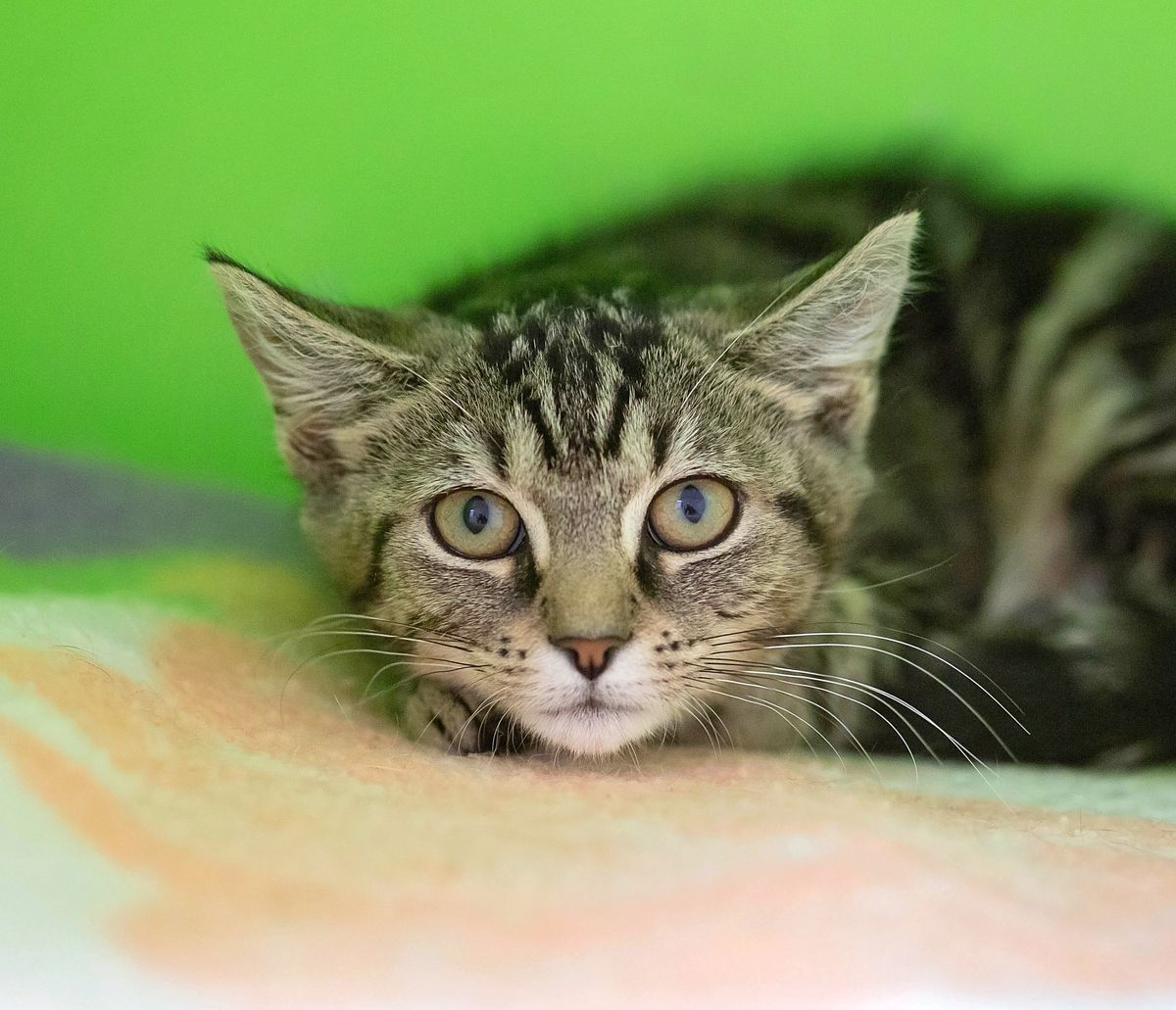 Gallery image: Bonnie