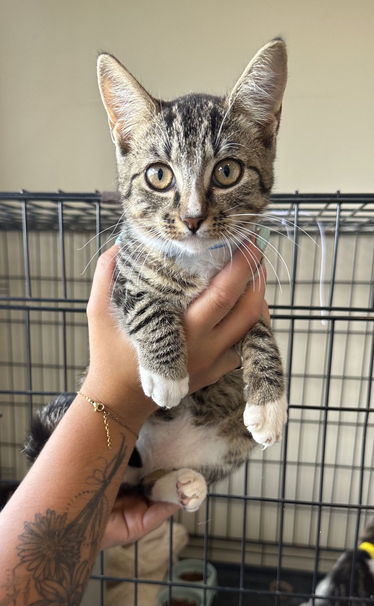 Gallery image: Lichen