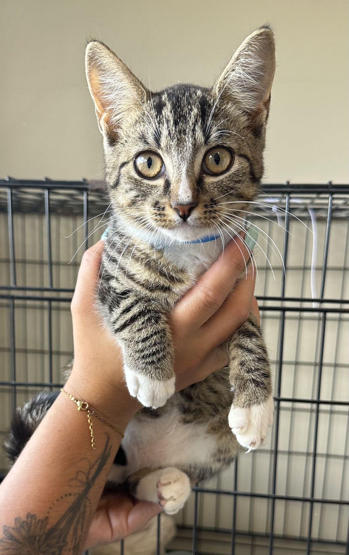 Gallery image: Lichen