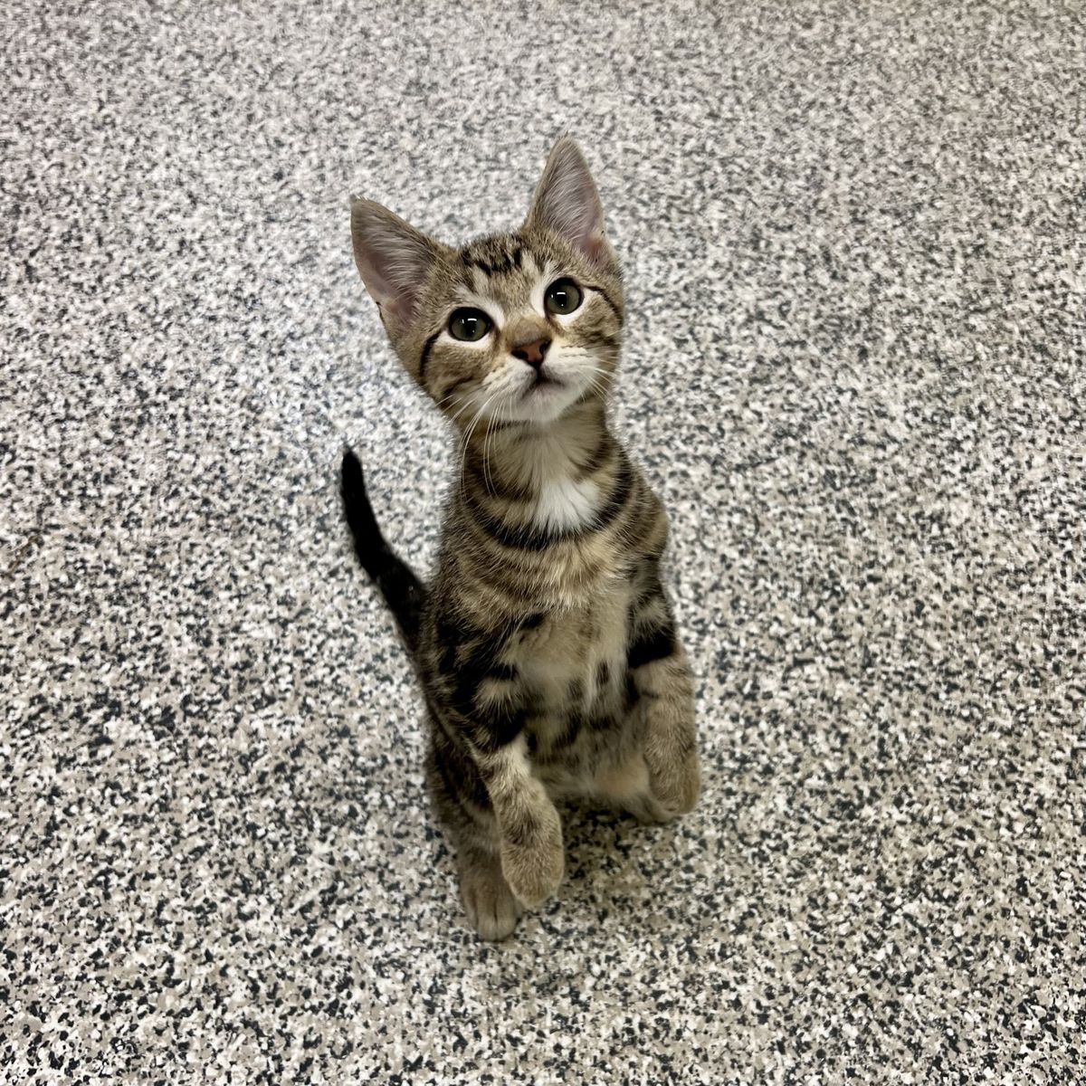 Gallery image: Lotto