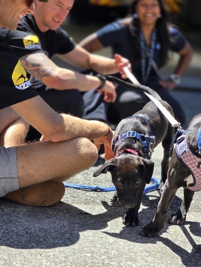 SPCA puppies visiting firefighters in Wellington