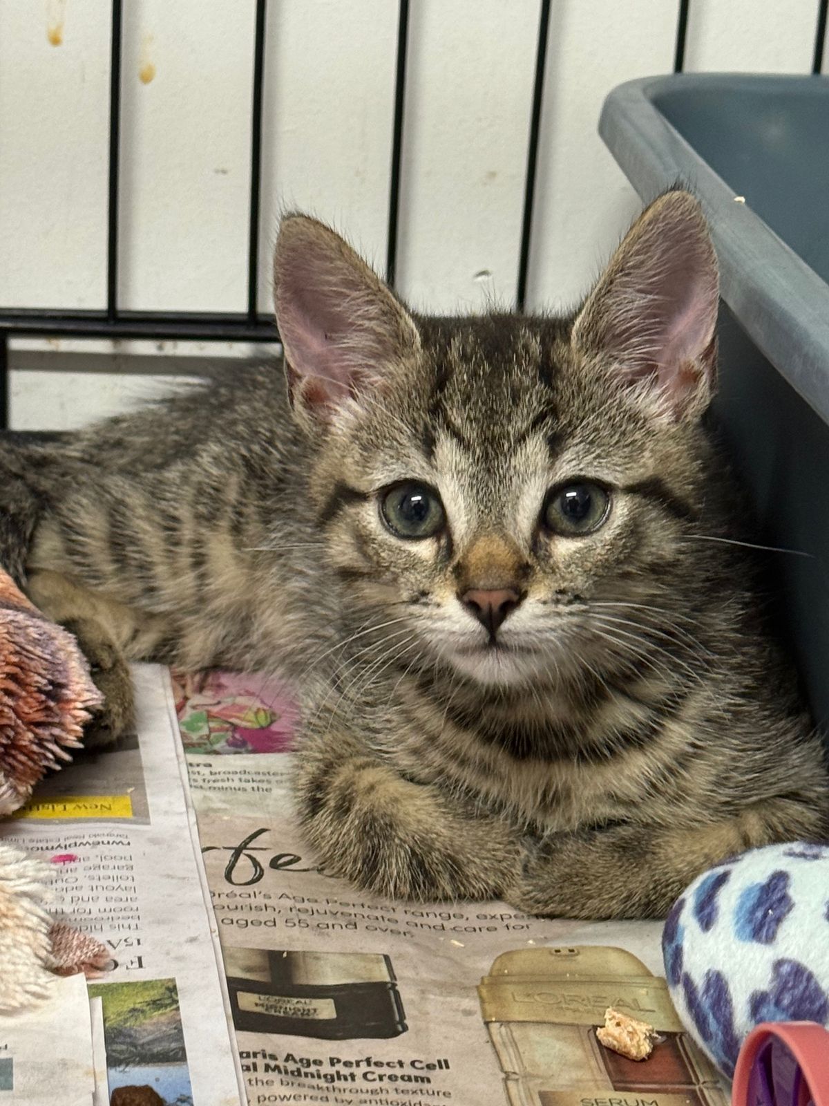 Gallery image: Tater