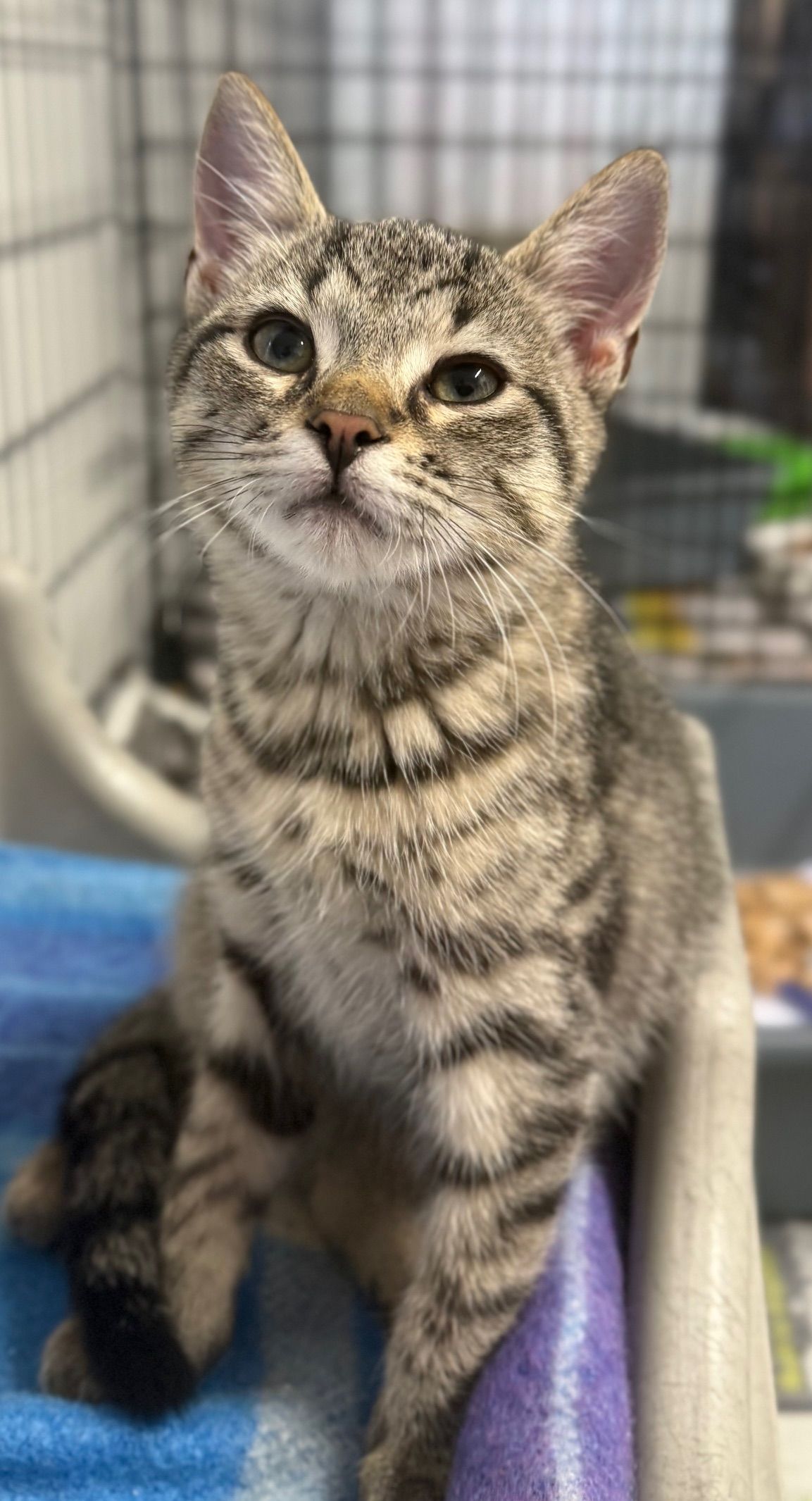 Gallery image: Tater