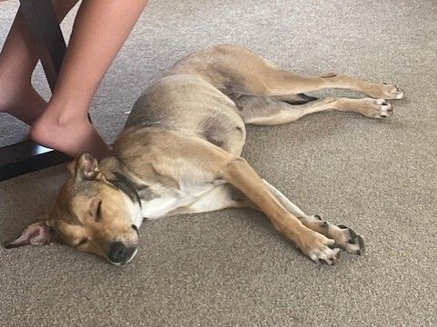 Gallery image: Sadie