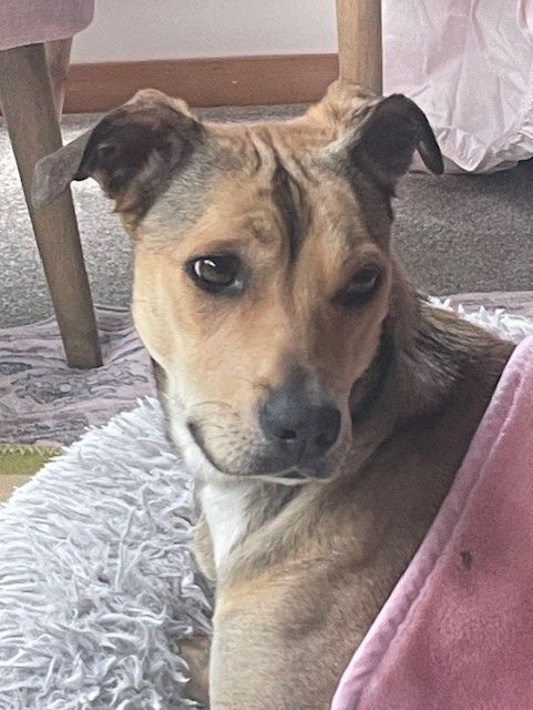 Gallery image: Sadie