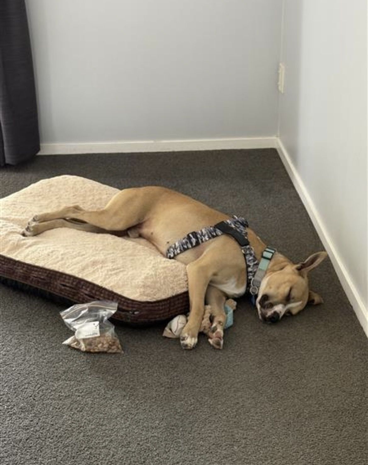 Gallery image: Harley